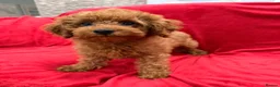Toy Poodle dogs for sale: Beautiful female Toy Poodle 13 weeks old  - Advert 1