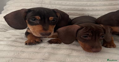 Miniature Dachshund dogs - Advert 8