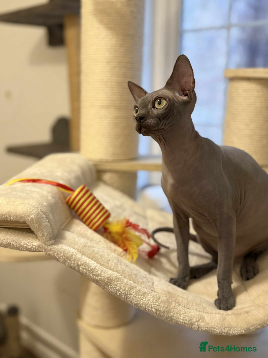 Sphynx cats for sale: Emaidacanadiansphynx - Advert 14