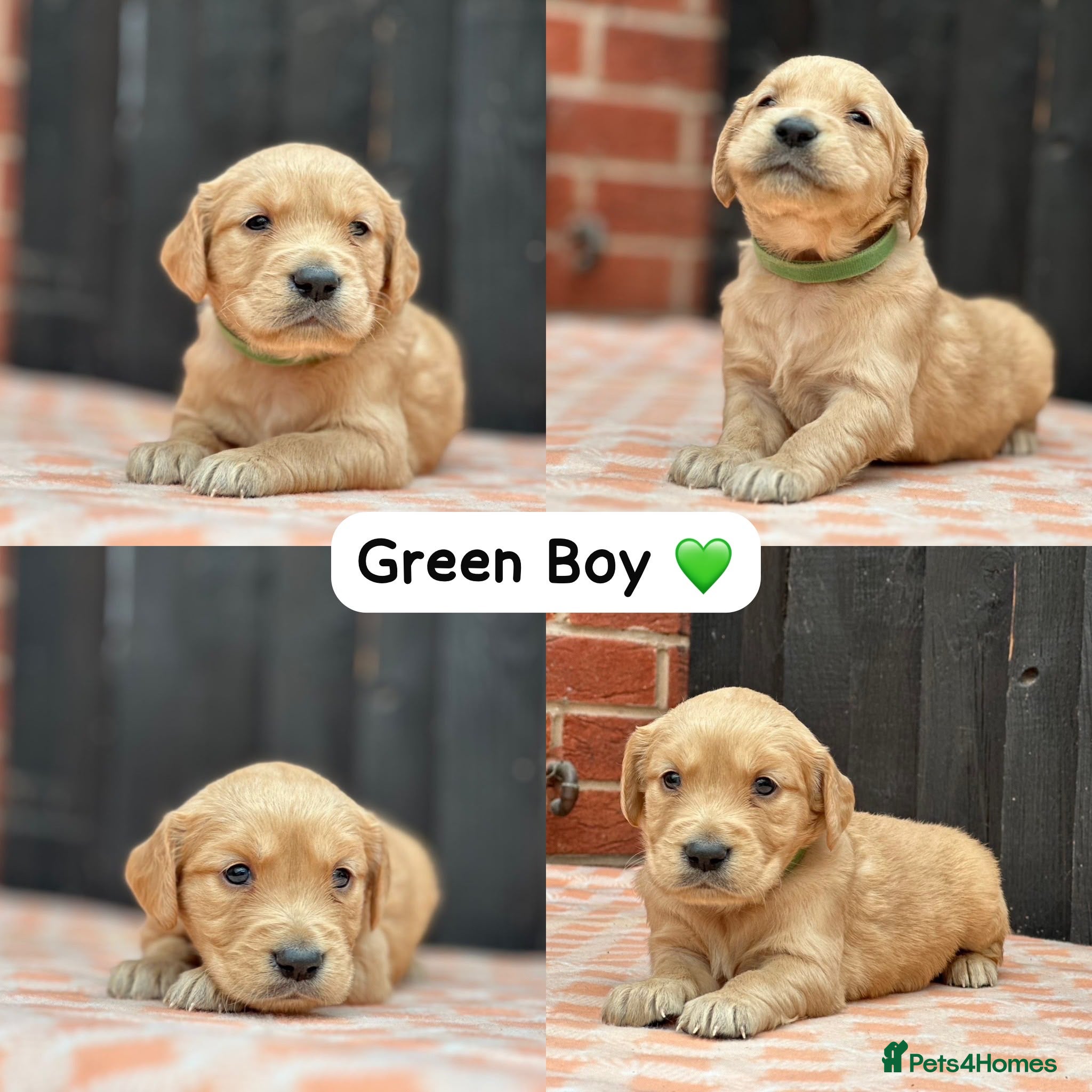 Golden Retriever dogs CHUNKY PEDIGREE KC GOLDEN RETRIEVER PUPPIES  - Advert 7