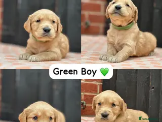 Golden Retriever dogs CHUNKY PEDIGREE KC GOLDEN RETRIEVER PUPPIES - Advert 7