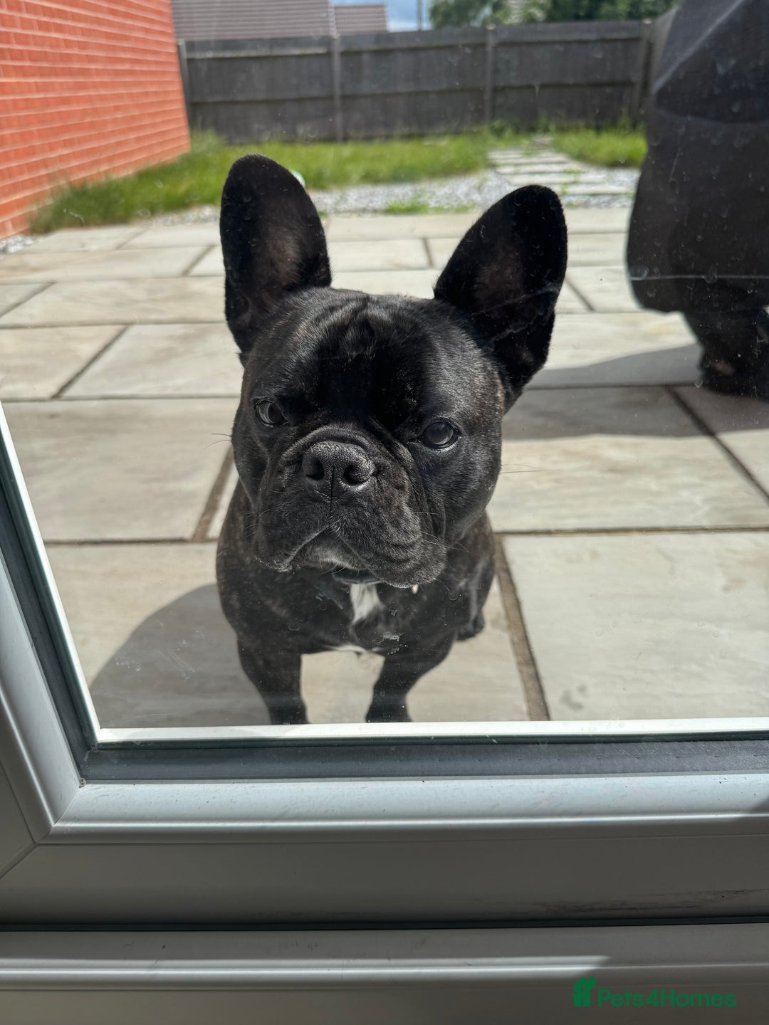 French Bulldog dogs for sale: One year old, male frenchie - Advert 6