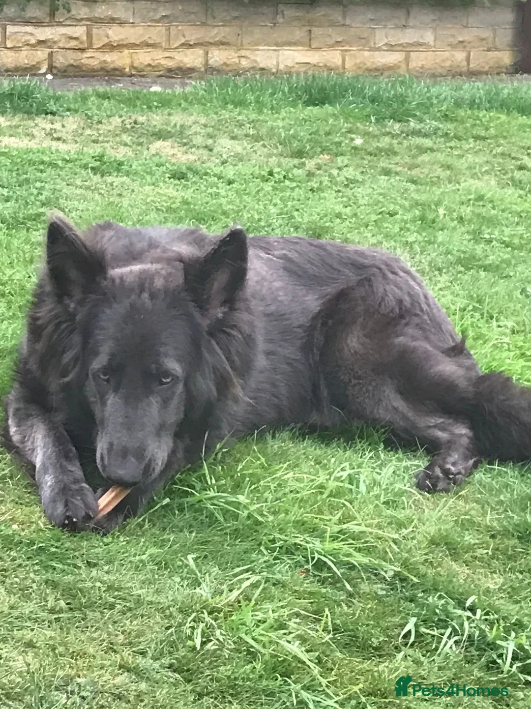 German Shepherd dogs for sale: 💙Big Blue Bears & 1 White Wolf 💙 in Wallington - Advert 10