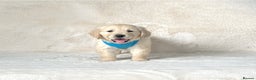 Golden Retriever dogs for sale: Stunning golden retriever puppies for sale  - Advert 27