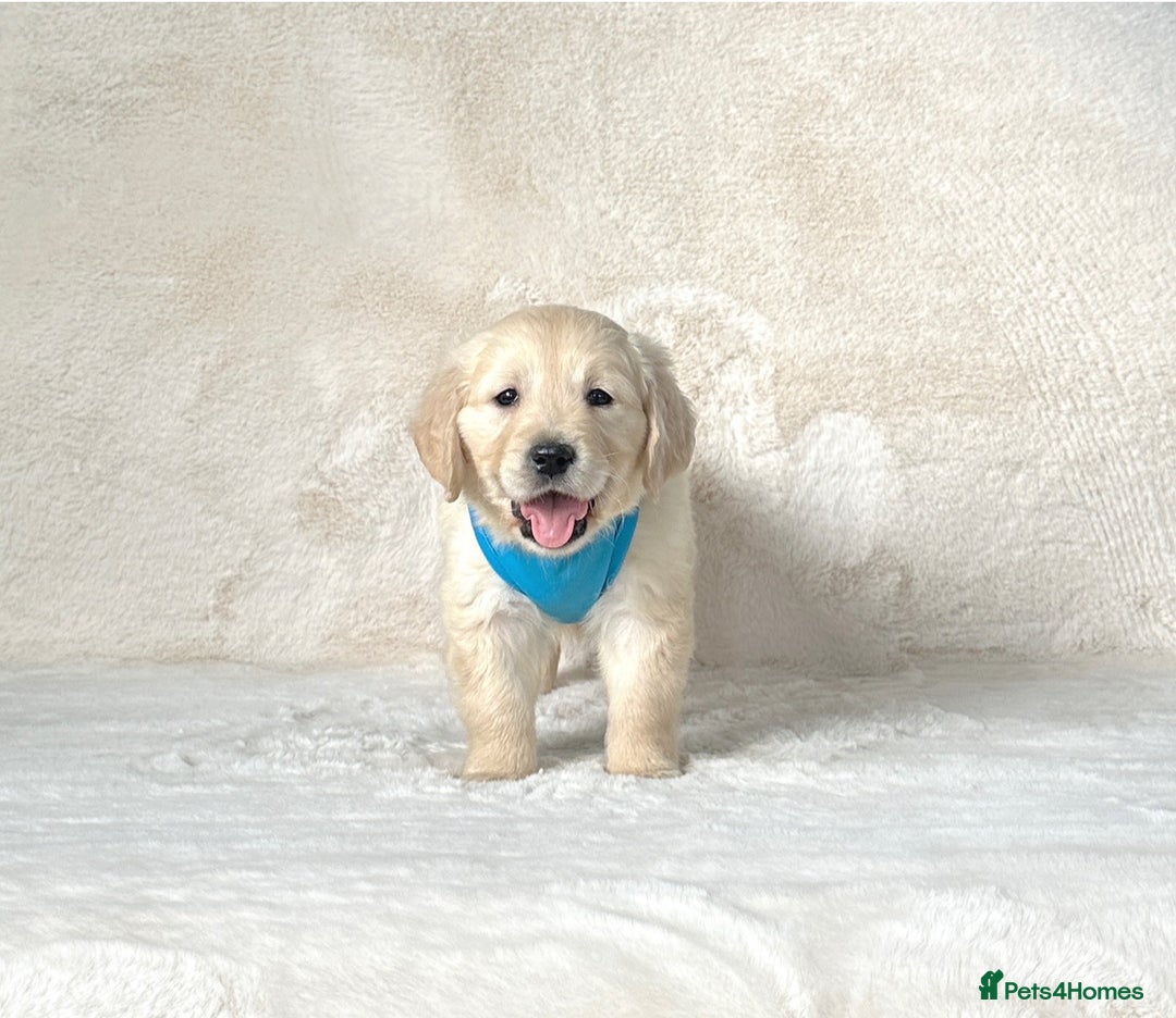 Golden Retriever dogs for sale: Stunning golden retriever puppies for sale  - Advert 27