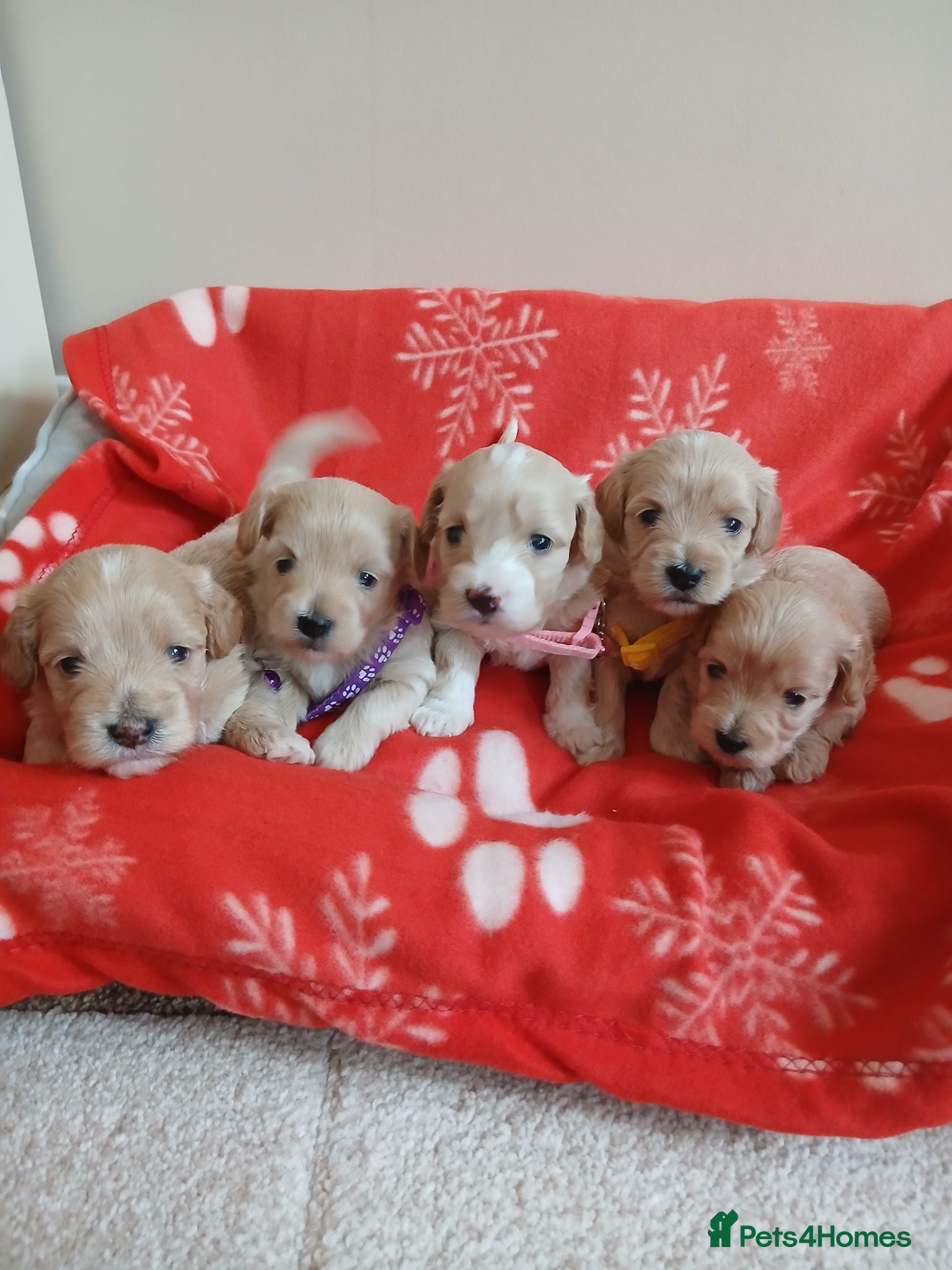 Maltipoo dogs Gorgeous maltipoos - Advert 1