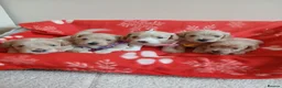 Maltipoo dogs for sale: Gorgeous maltipoos - Advert 1