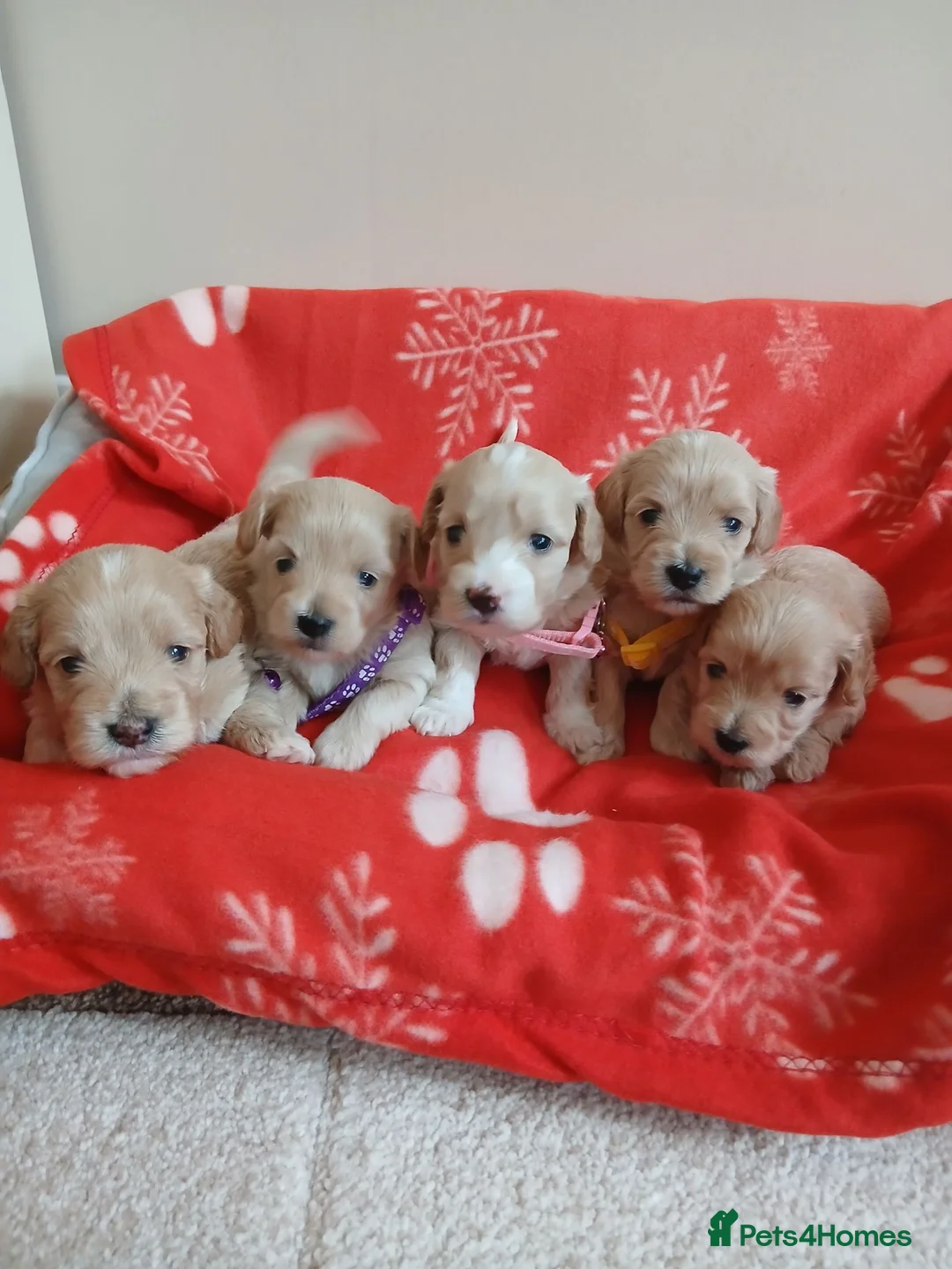 Maltipoo dogs for sale: Gorgeous maltipoos - Advert 1