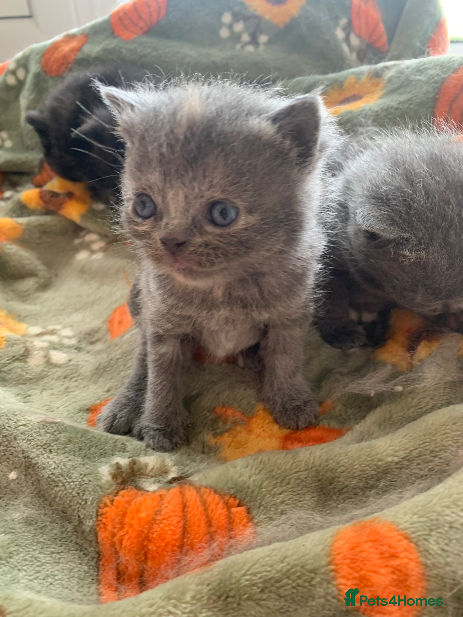 Exotic cats for sale: Beautiful litter of exotic x British shorthairs  - Advert 8