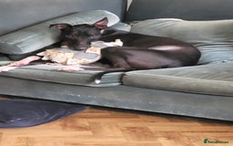Mixed Breed dogs for sale: Greyhound Toby  - Image 5