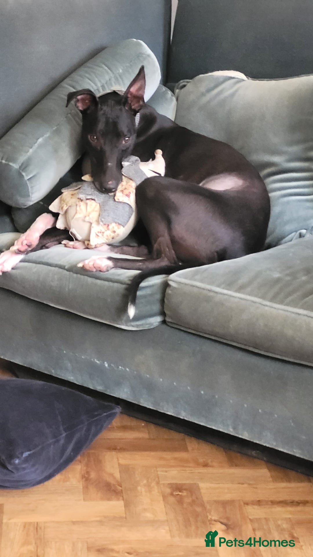 Mixed Breed dogs for sale: Greyhound Toby  - Image 5