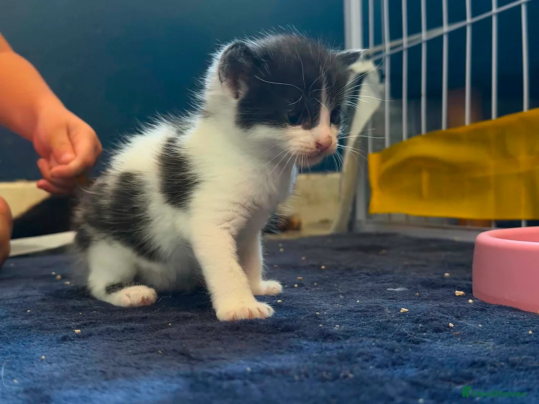 Mixed Breed cats for sale: 4 boy kittens still available  - Advert 2