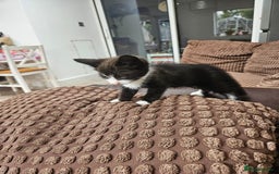 British Shorthair cats for sale: Mother and 2 kitten  for sale  - Image 5