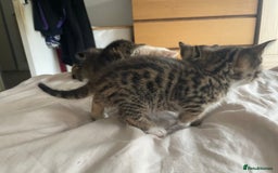 Munchkin cats for sale: Munchkin kittens - 2 left - Advert 13
