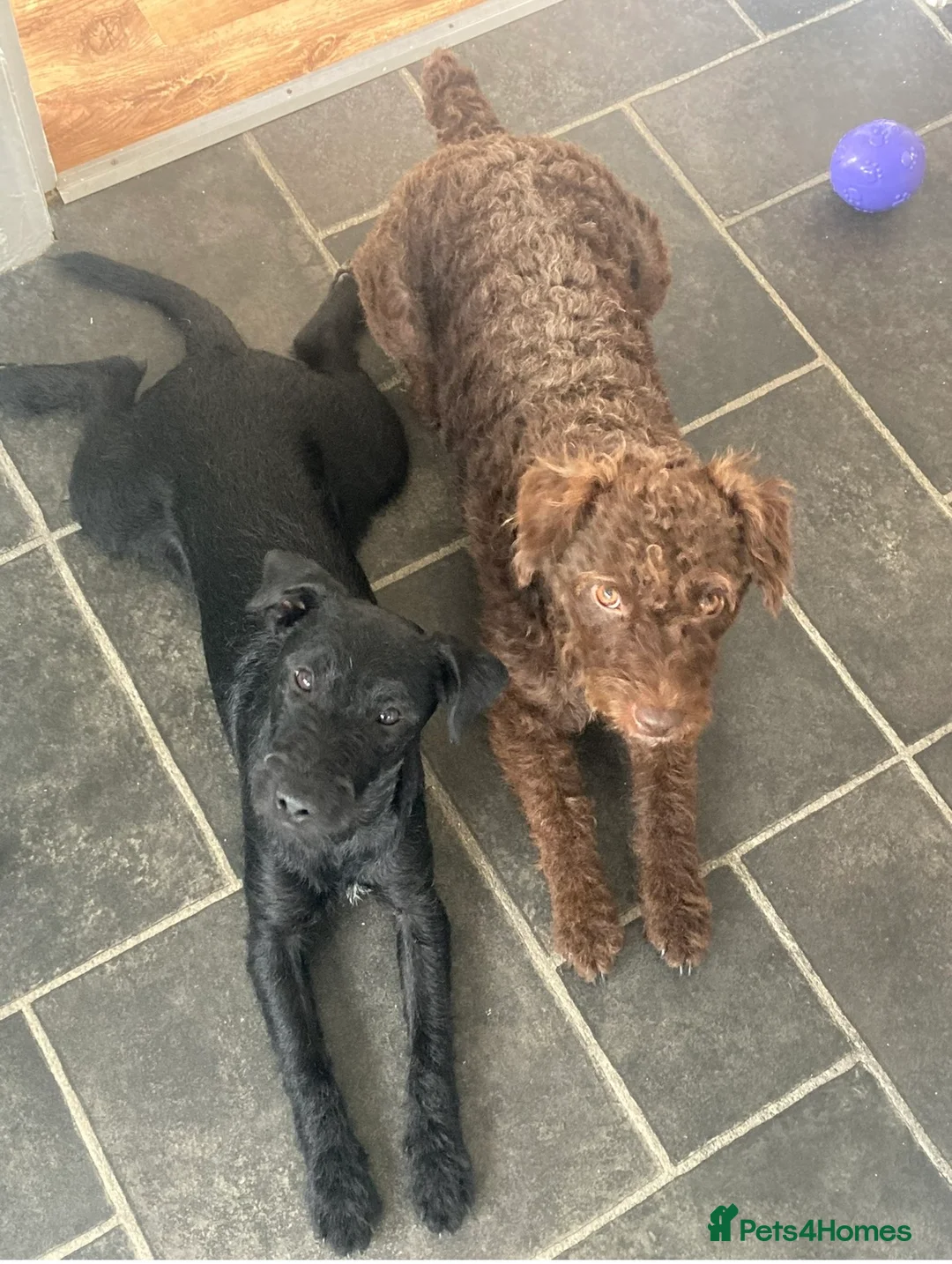 Patterdale Terrier dogs for sale: Patterdale terrier  - Advert 2