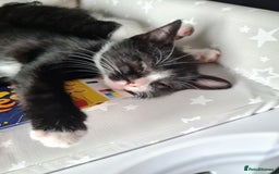 Mixed Breed cats for sale: 3 female kittens 1 male - Image 8