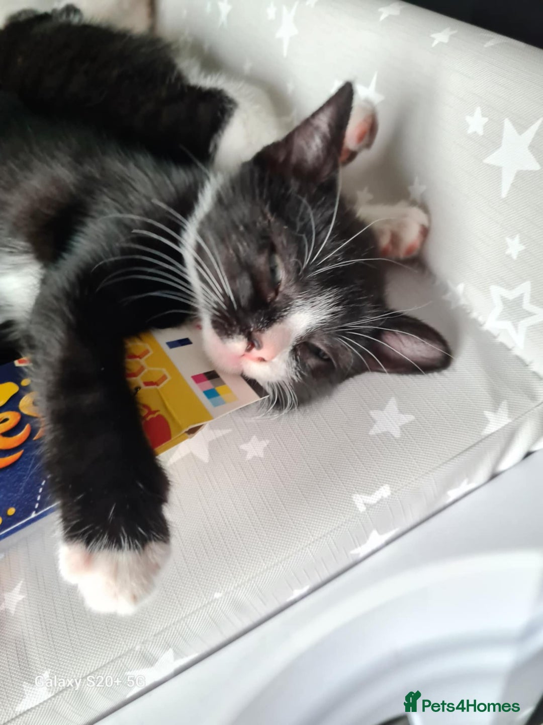 Mixed Breed cats for sale: 3 female kittens 1 male - Image 8