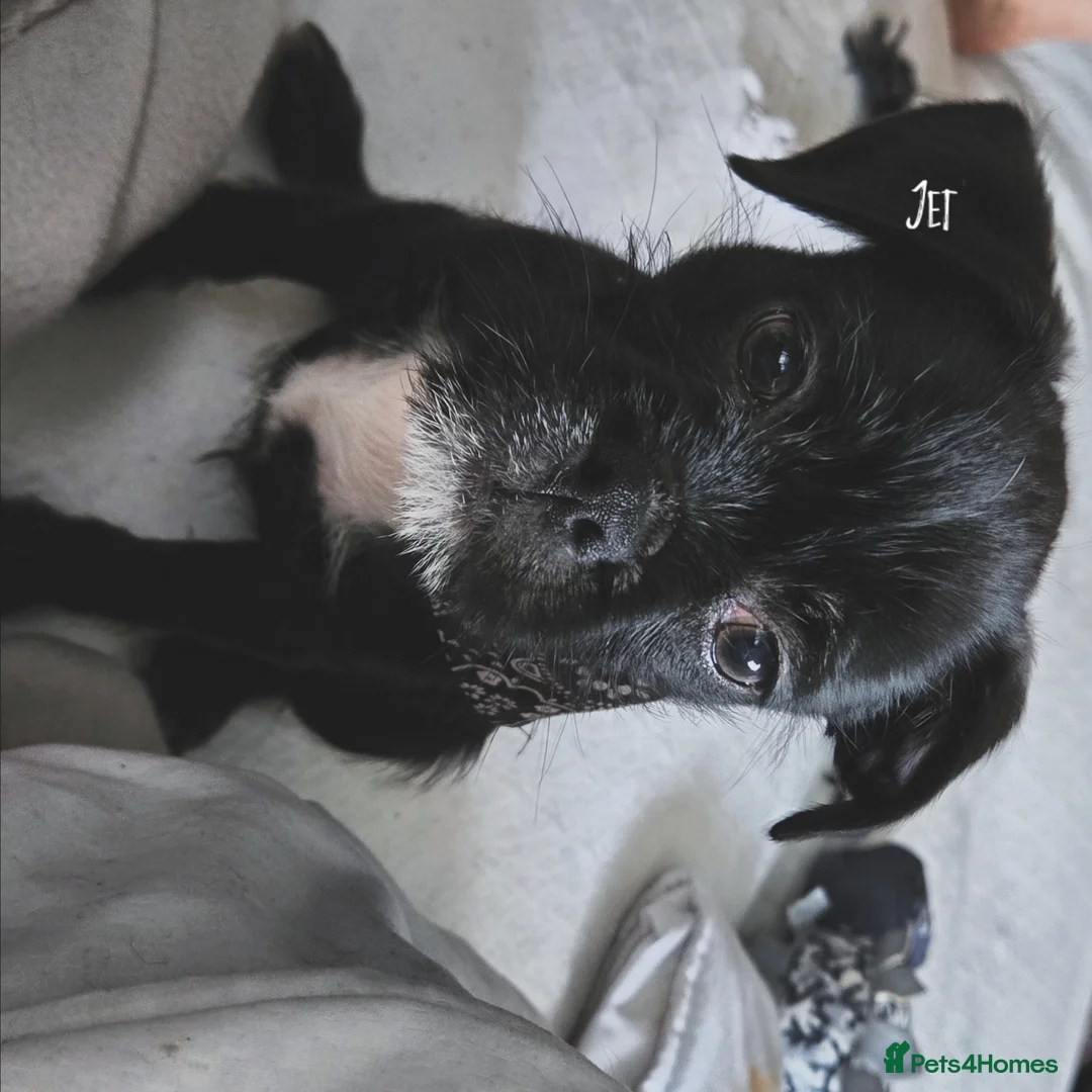 Jug dogs for sale: JET Jack x Pug - Advert 4