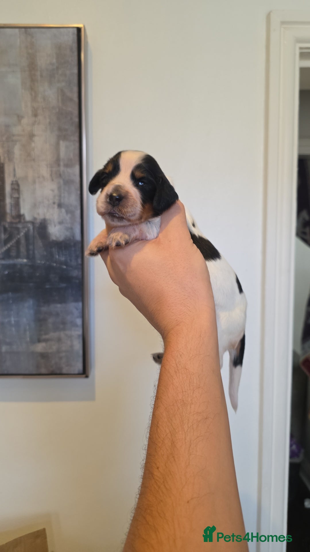 Cocker Spaniel dogs for sale: Kc registered mixed litter - Image 11