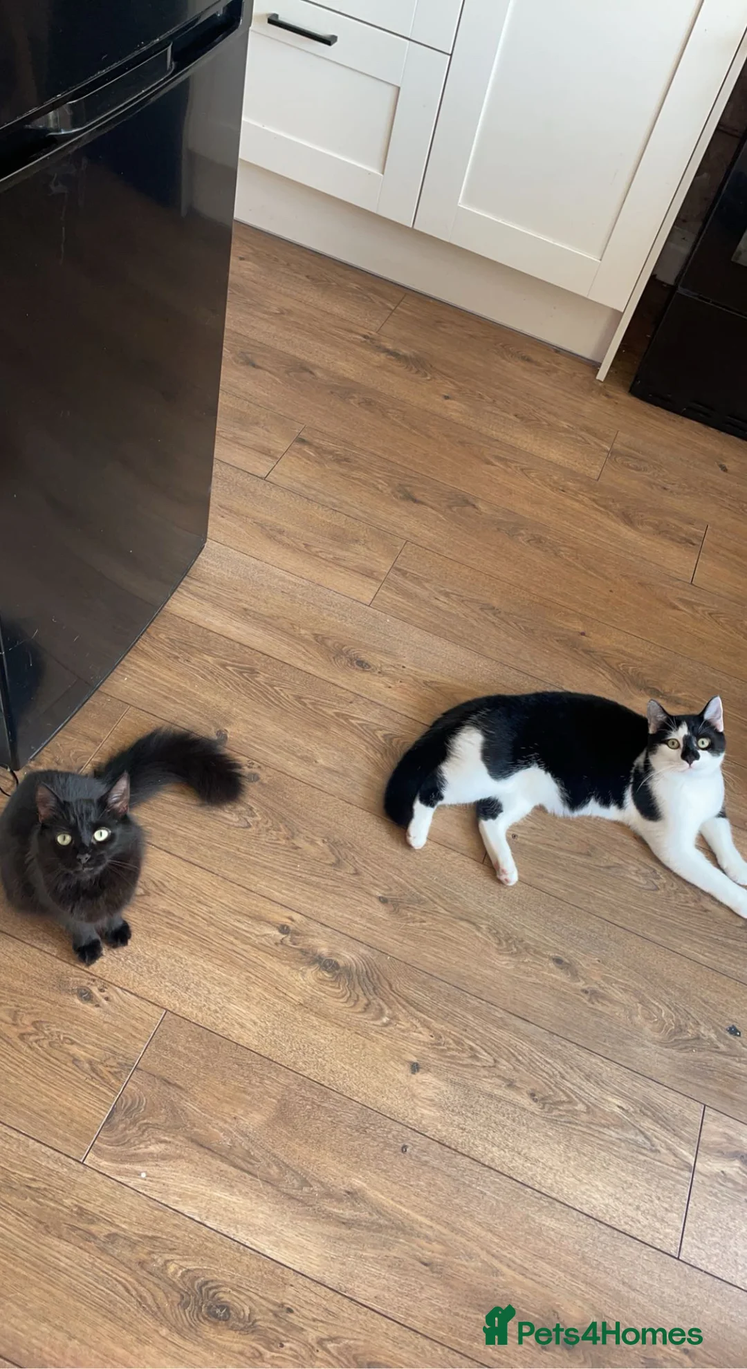 Mixed Breed cats for sale: 5 Gorgeous Kittens  - Advert 18