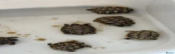Tortoise reptiles for sale: Herman tortoises in Peacehaven - Advert 6