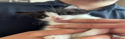 Maine Coon cats for sale: Tuxedo  - Advert 2