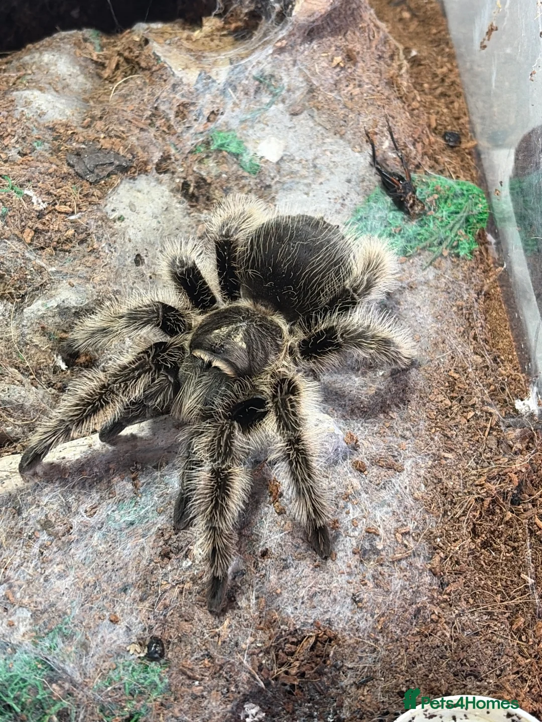 Mixed Breed reptiles for sale: Curly Hair Tarantula  in Weston-super-Mare - Advert 2