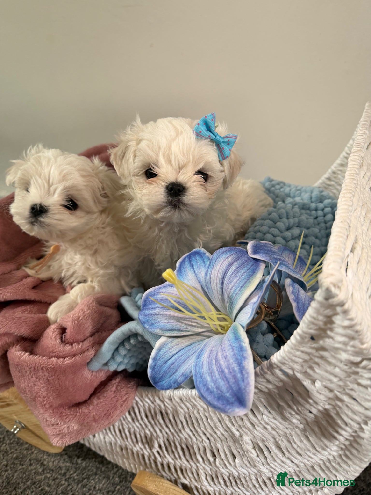 Maltese dogs Beautiful Korean Maltese puppies 🩷🩵 - Advert 4