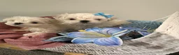 Maltese dogs for sale: Beautiful Korean Maltese puppies 🩷🩵 - Advert 1