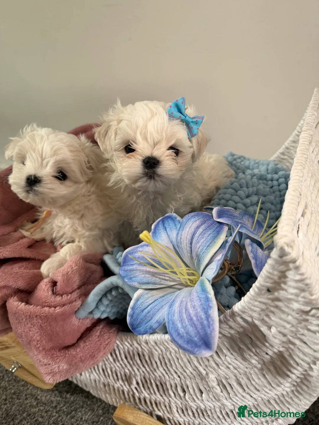 Maltese dogs for sale: Beautiful Korean Maltese puppies 🩷🩵 - Advert 1