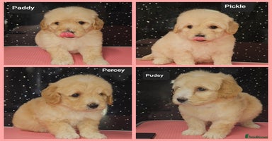 Maltipoo dogs - Advert 2