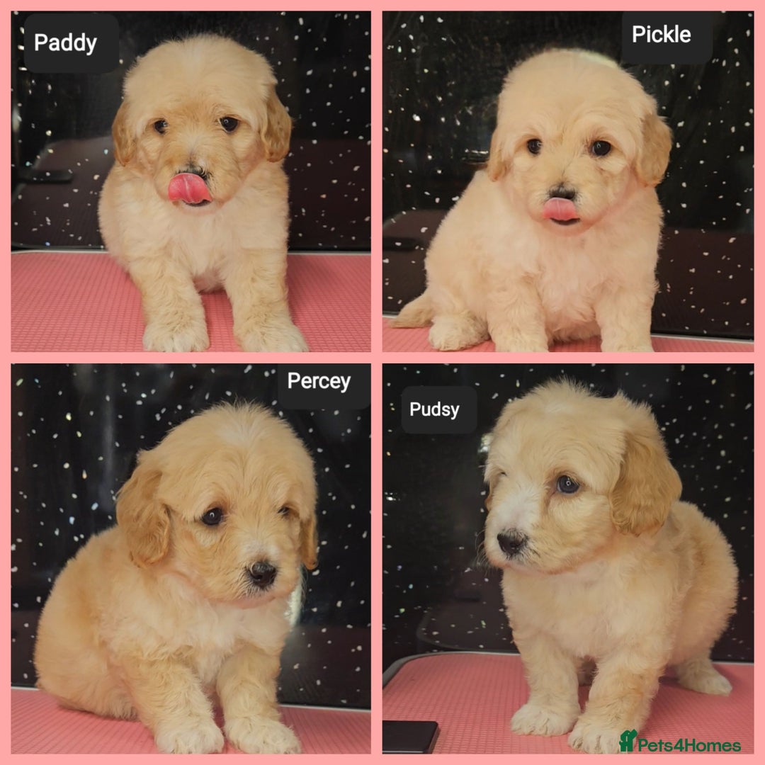 Maltipoo dogs for sale: Quality Champion Apricot Teddy toy Maltipoo's 🧸 - Image 3