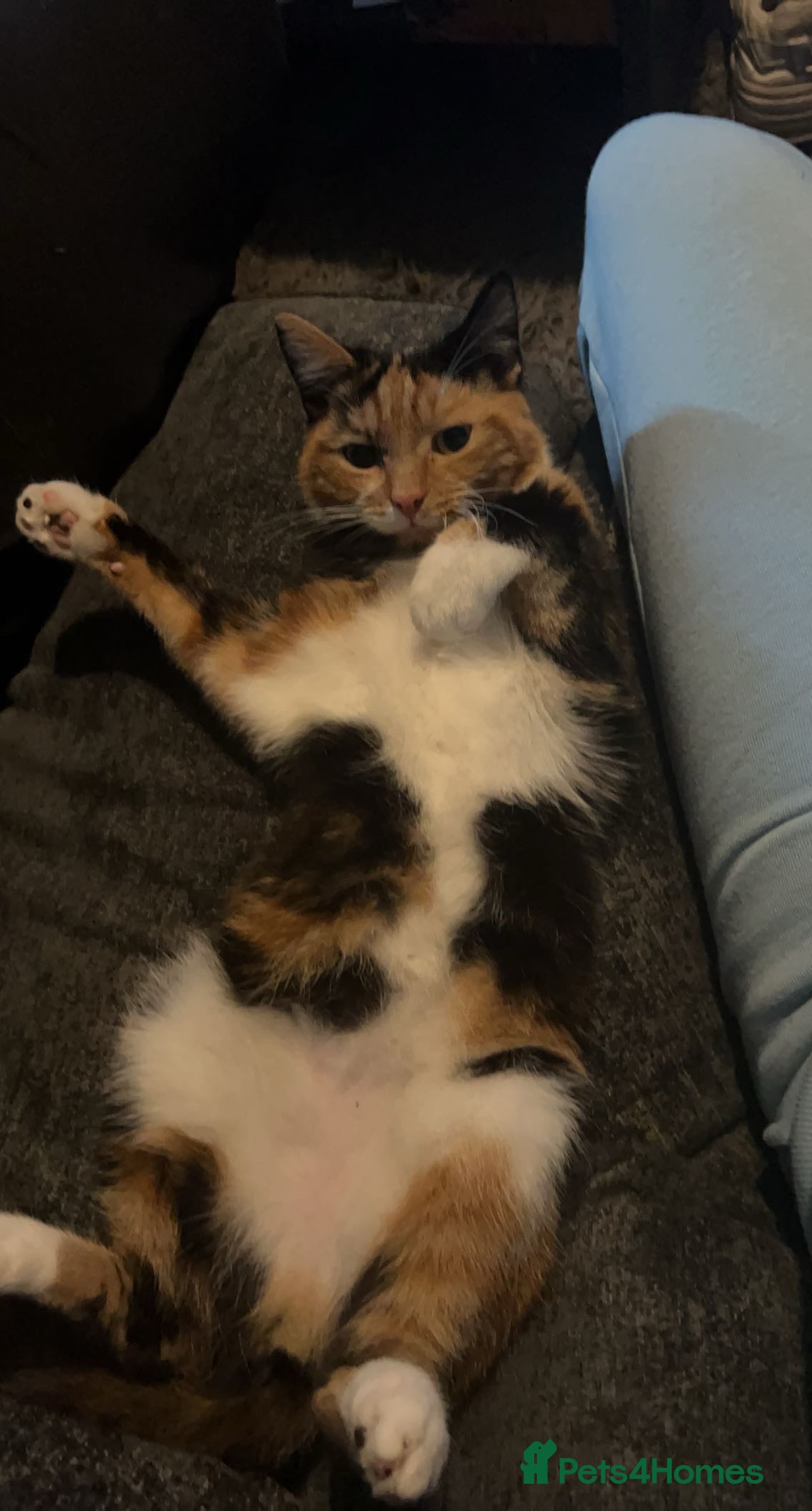 Mixed Breed cats Female cat free to a good home - Advert 1