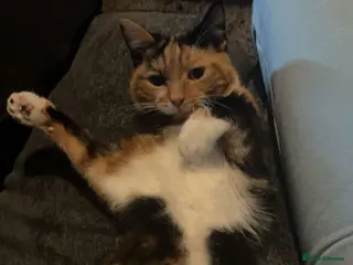 Mixed Breed cats Female cat free to a good home - Advert 1