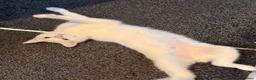 Domestic Shorthair cats for sale: Gorgeous Boy In Need of a Suitable Home in Brierley Hill - Advert 6