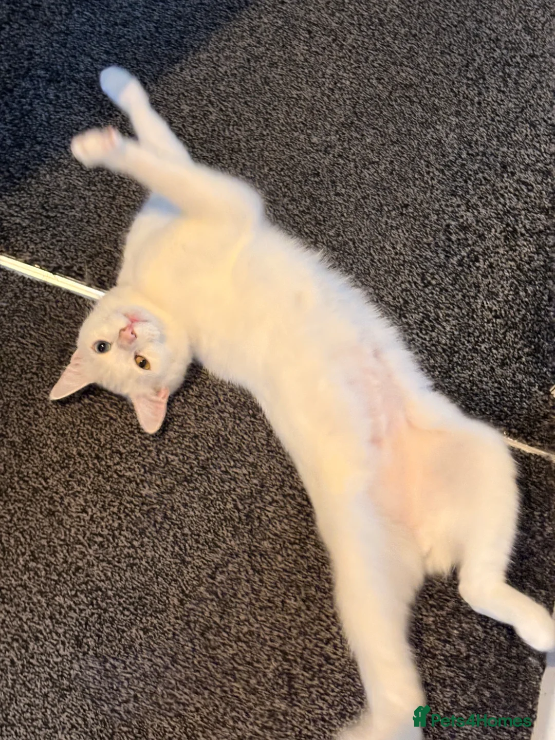 Domestic Shorthair cats for sale: Gorgeous Boy In Need of a Suitable Home in Brierley Hill - Advert 6