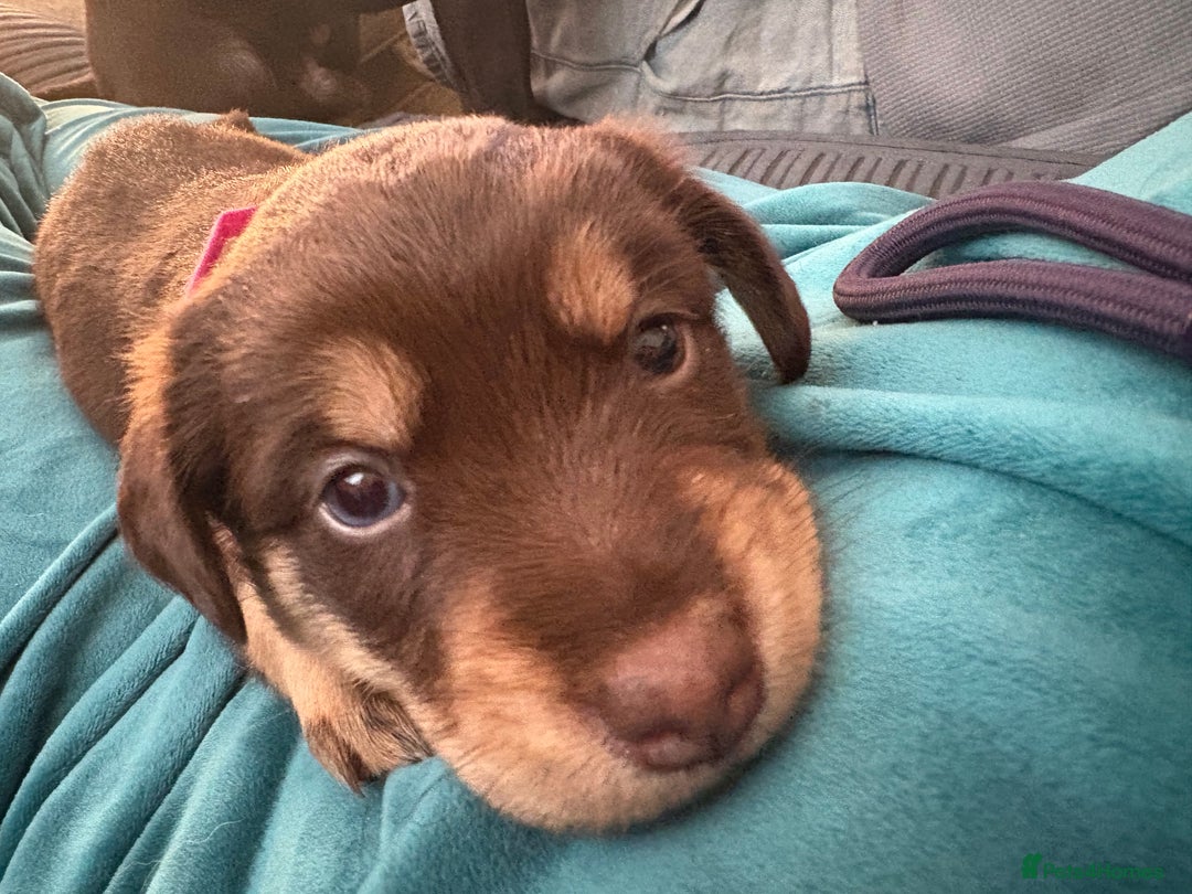 Mixed Breed dogs for sale: Siberian Cocker Puppies  - Image 5