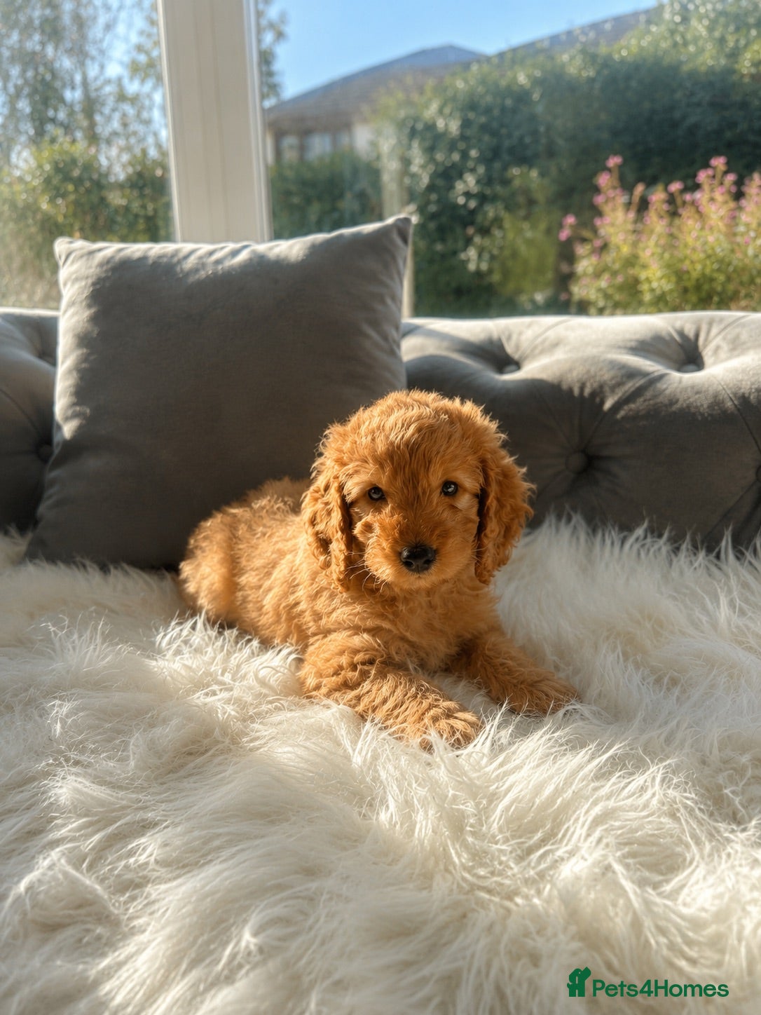 Cockapoo dogs F1 golden cockapoo puppies  - Advert 2