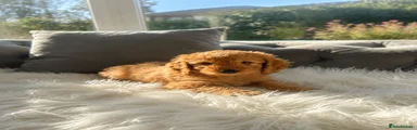 Cockapoo 1