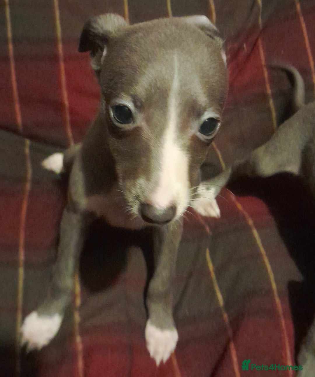 Whippet dogs for sale: KC Whippet puppies - Advert 11