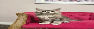 Maine Coon Kitten 7