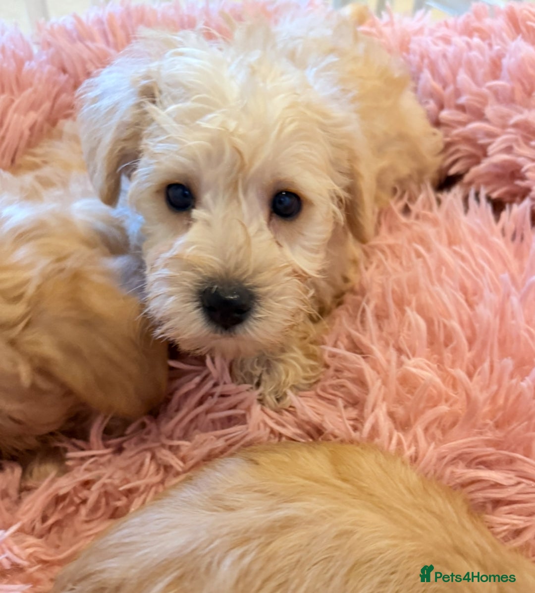 Mixed Breed dogs for sale: Toy/Mini Schnoodle Puppies  - Advert 12