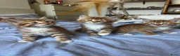 Mixed Breed cats for sale: Siberian Mix kittens - Advert 15