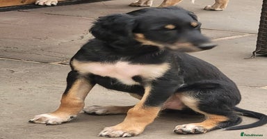 Saluki dogs - Advert 5