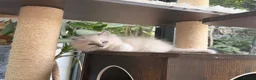 Ragdoll cats for sale: 🏆Sired by Imperial Grand Champion TICA REGISTERED - Advert 12