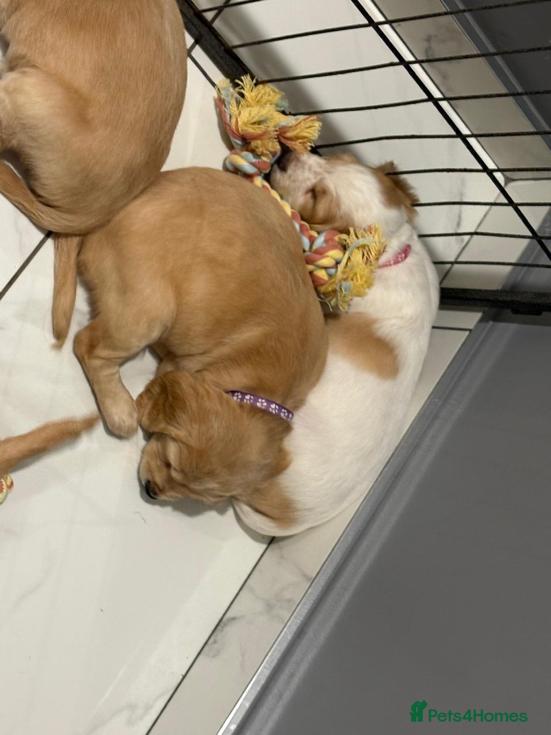 Cocker Spaniel dogs for sale: 5 gorgeous cocker spaniel puppies - Image 14