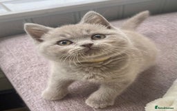 British Shorthair cats for sale: Gorgeous Blue and Lilac British shorthairs - Advert 10