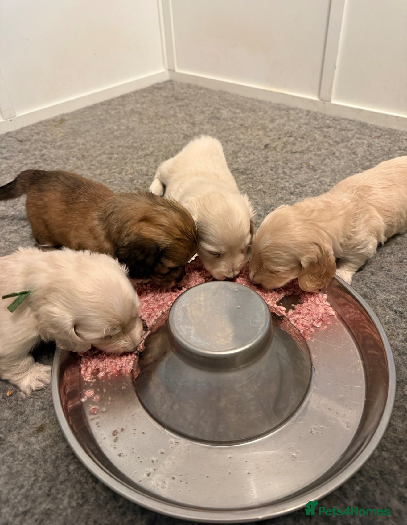 Miniature Dachshund dogs KC Registered Cream Miniature Dachshund Puppies🐶 - Advert 2