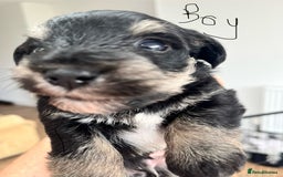 Mixed Breed dogs for sale: Miniature Schnauzer X Yorkshire Terrier - Image 11