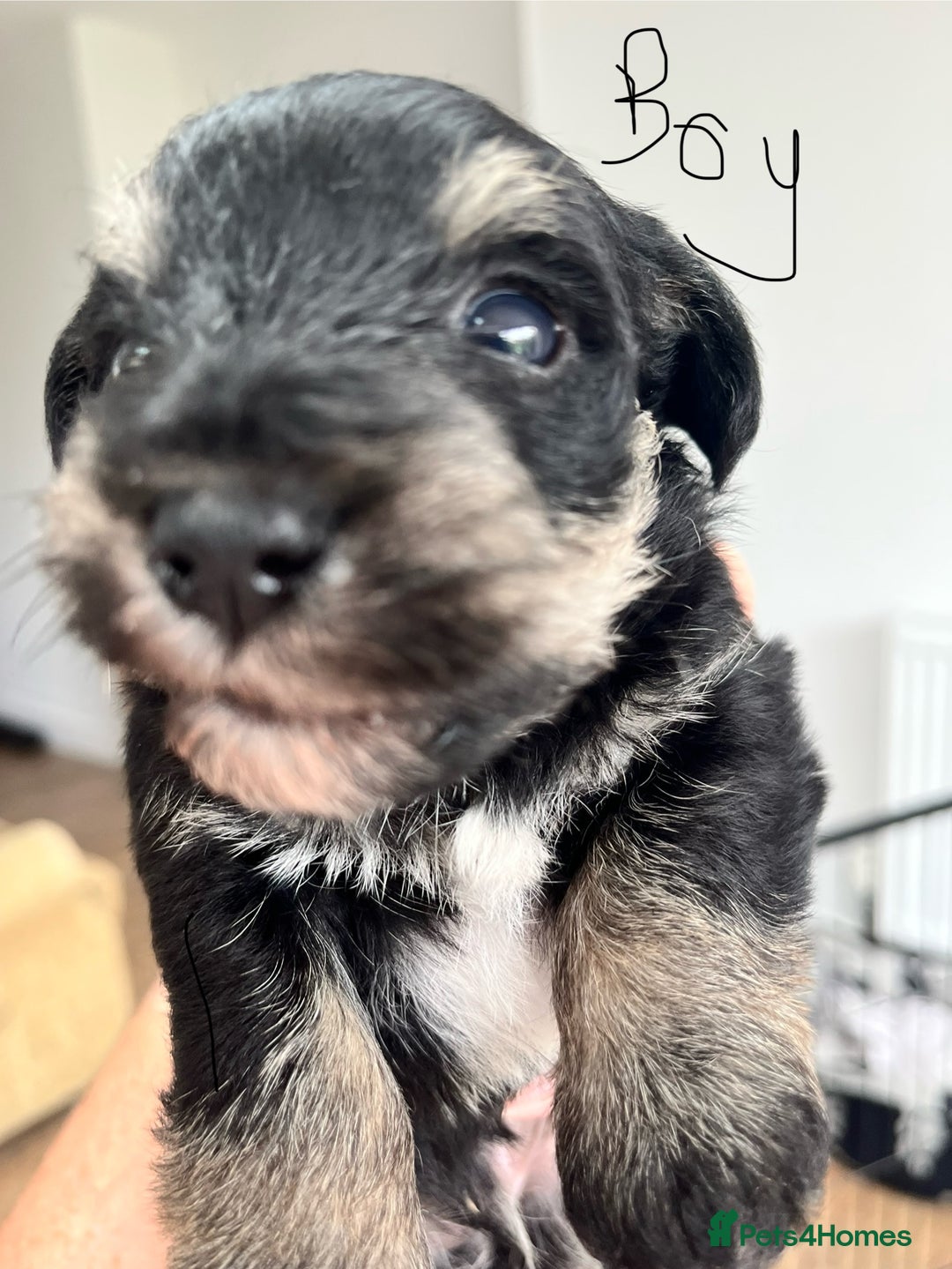 Mixed Breed dogs for sale: Miniature Schnauzer X Yorkshire Terrier - Image 11